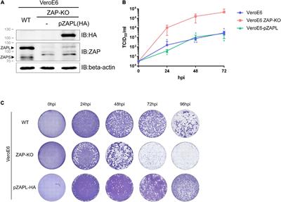 Zinc-finger antiviral protein-mediated inhibition of porcine epidemic diarrhea virus growth is antagonized by the coronaviral nucleocapsid protein